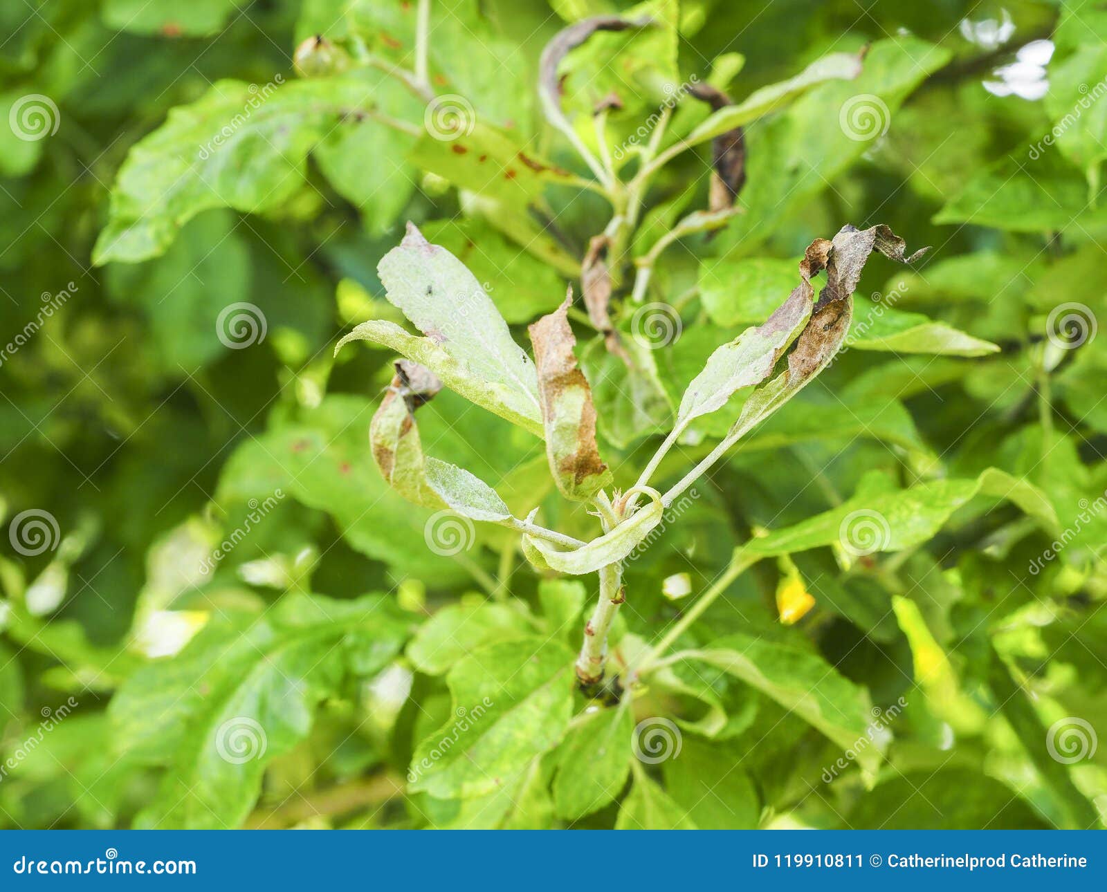 Post Image