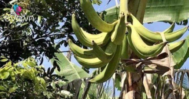 000đ/kg: Khám Phá Loại Quả Xưa Nay Được Dân Thành Phố Ưa Chuộng 000đ/kg: Khám Phá Loại Quả Xưa Nay Được Dân Thành Phố Ưa Chuộng
