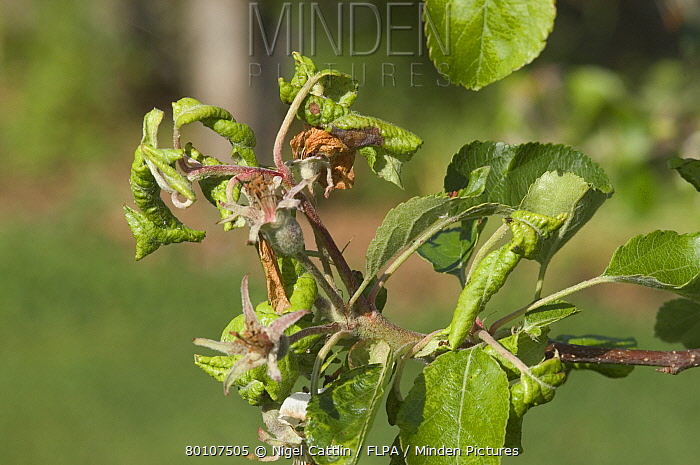10-30% Apple Harvest Reduction: The Devastating Effects Of Rosy Apple Aphid 10-30% Apple Harvest Reduction: The Devastating Effects Of Rosy Apple Aphid