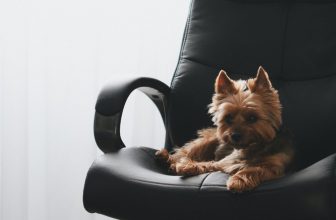2025's Best Office Chairs: A Comprehensive Buyer's Guide