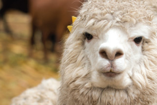 49 Dogs Removed From Licensed Breeder: Washington County Animal Welfare Action 49 Dogs Removed From Licensed Breeder: Washington County Animal Welfare Action