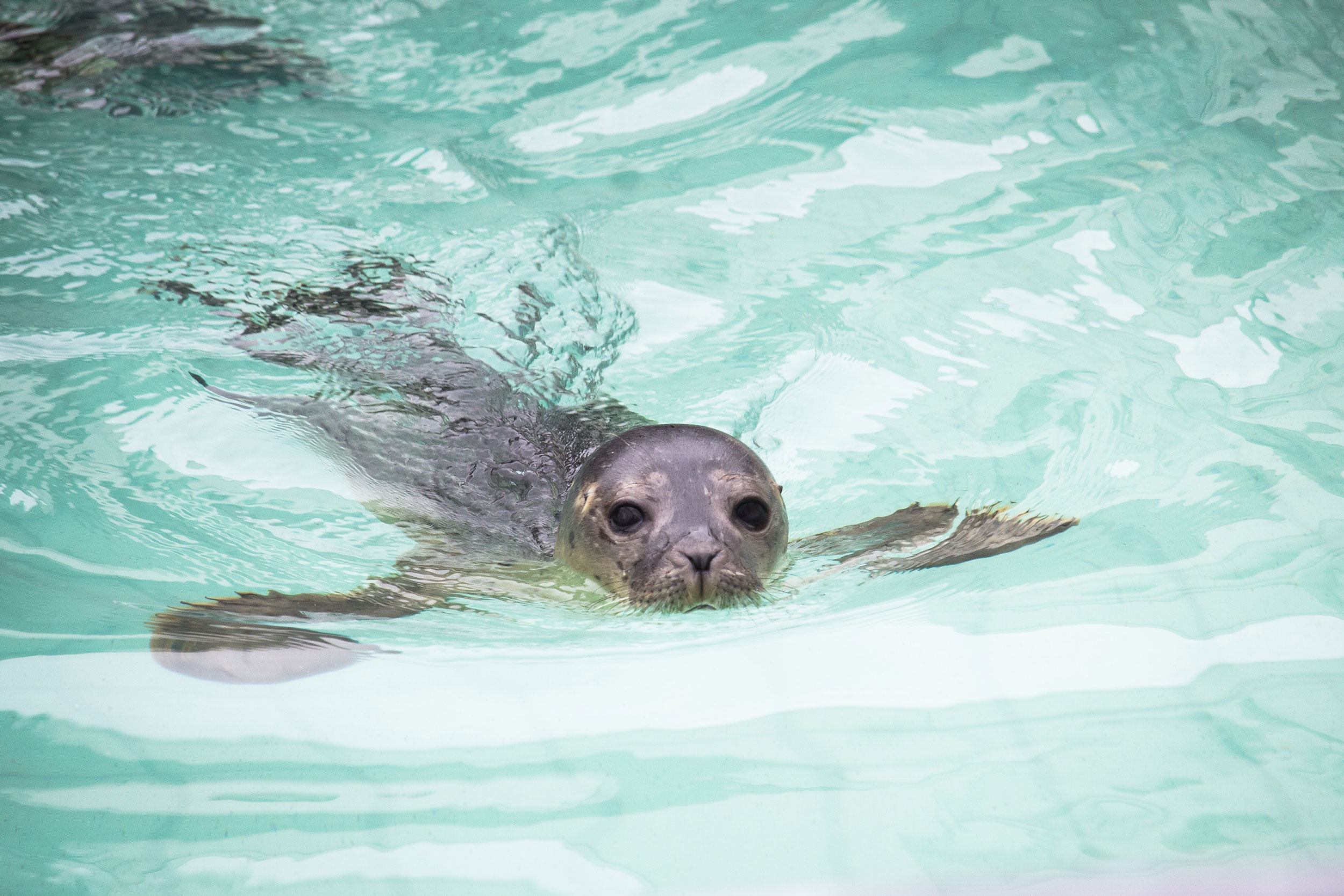 50 Years Of Seal Rescue: Pieterburen Center's Closure And Final Seal Releases 50 Years Of Seal Rescue: Pieterburen Center's Closure And Final Seal Releases