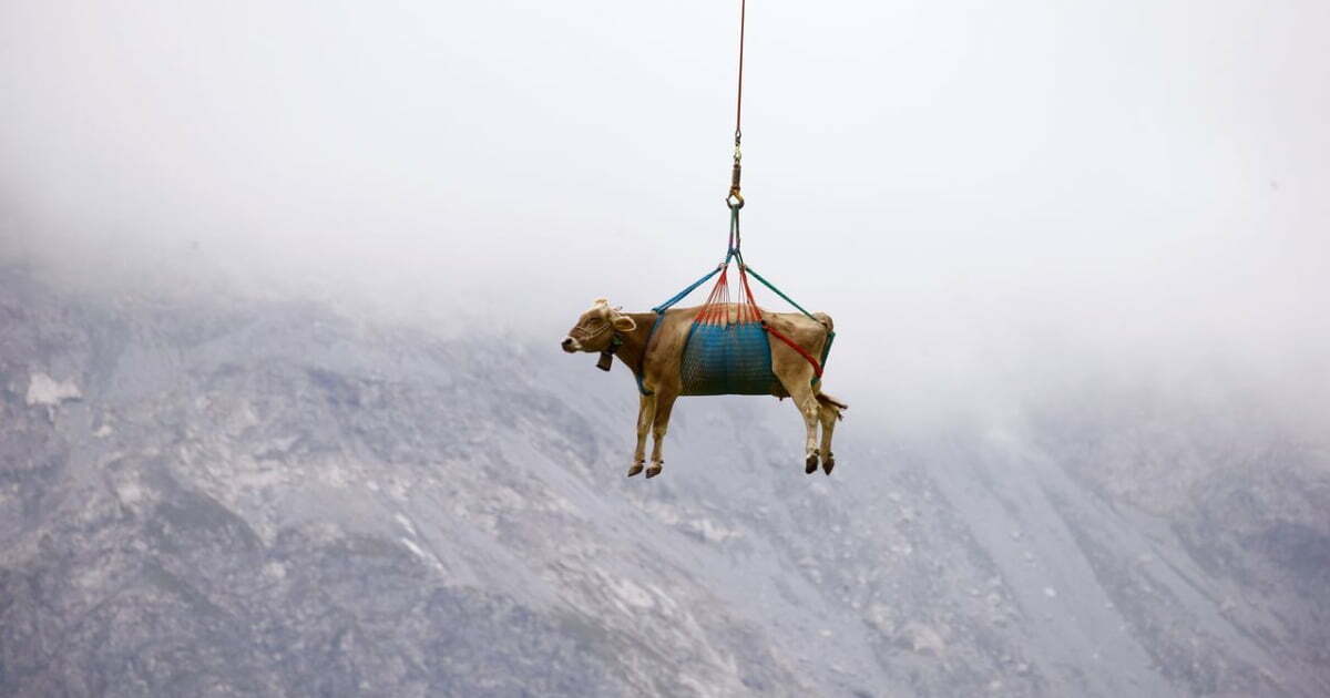 96 Cows Airlifted From Swiss Village In Rescue Operation 96 Cows Airlifted From Swiss Village In Rescue Operation
