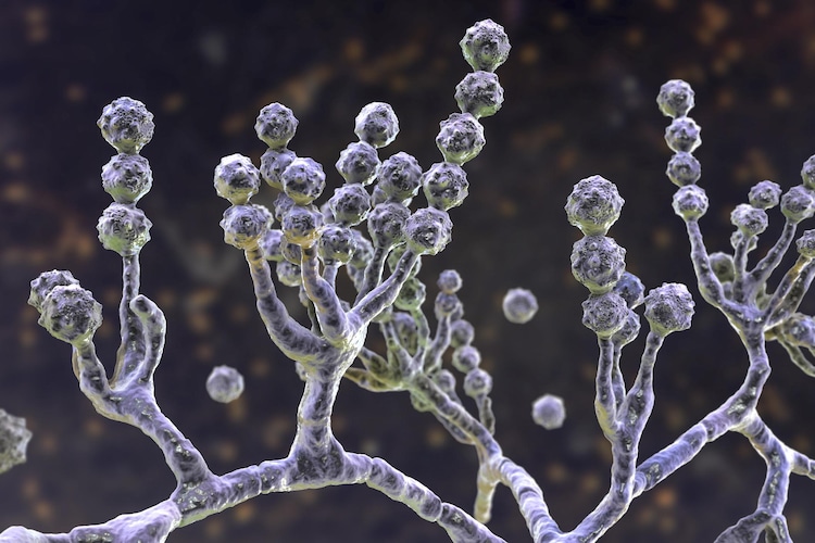 A Fungi That Could 'Eat You From The Inside Out' Threatens To Spread With Global Warming A Fungi That Could 'Eat You From The Inside Out' Threatens To Spread With Global Warming