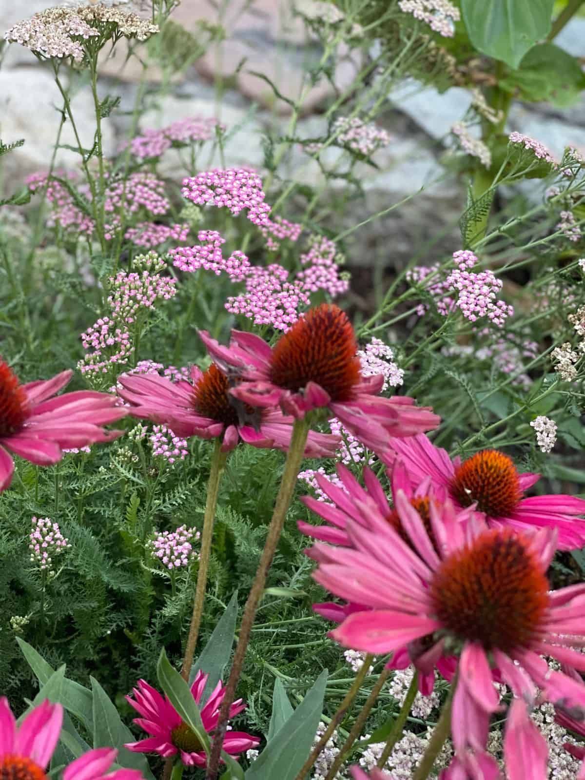 Annuals Vs. Perennials: Which Flowers Are Right For Your Garden? Annuals Vs. Perennials: Which Flowers Are Right For Your Garden?