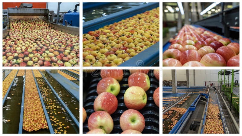 Apple Production Decline: Rosy Apple Aphid's Impact On Harvest Volume Apple Production Decline: Rosy Apple Aphid's Impact On Harvest Volume