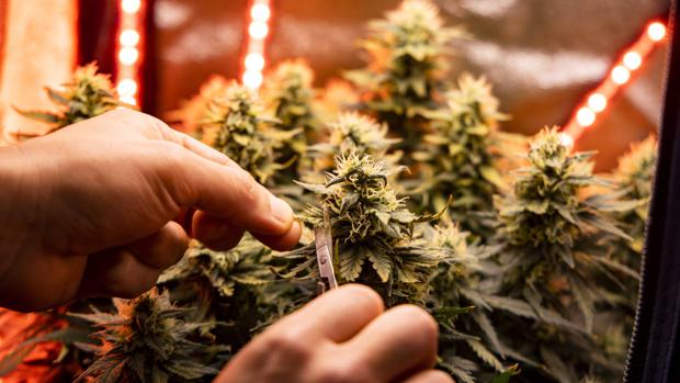 Bayern: Verdacht Auf Illegalen Marihuana-Verkauf In Automatenkiosk Bayern: Verdacht Auf Illegalen Marihuana-Verkauf In Automatenkiosk