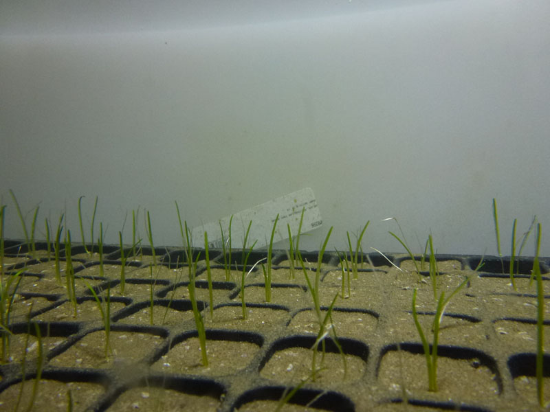 Boosting Biodiversity: Seagrass Restoration Bids In Scotland Boosting Biodiversity: Seagrass Restoration Bids In Scotland