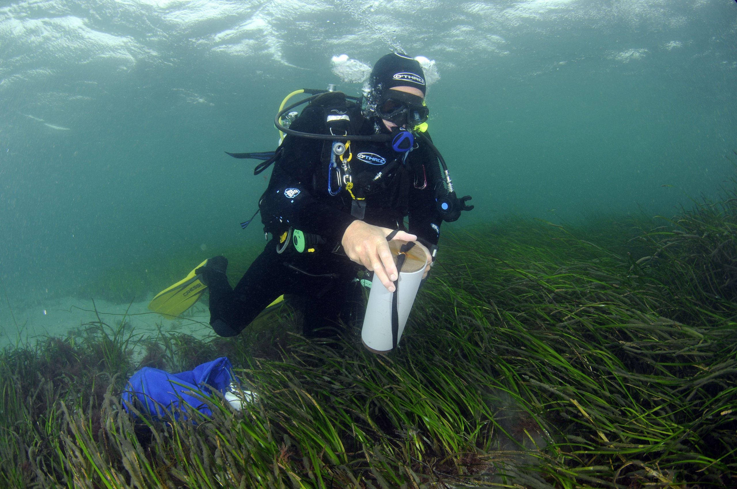 Boosting Scotland's Coastline: Seagrass Planting And Its Benefits Boosting Scotland's Coastline: Seagrass Planting And Its Benefits