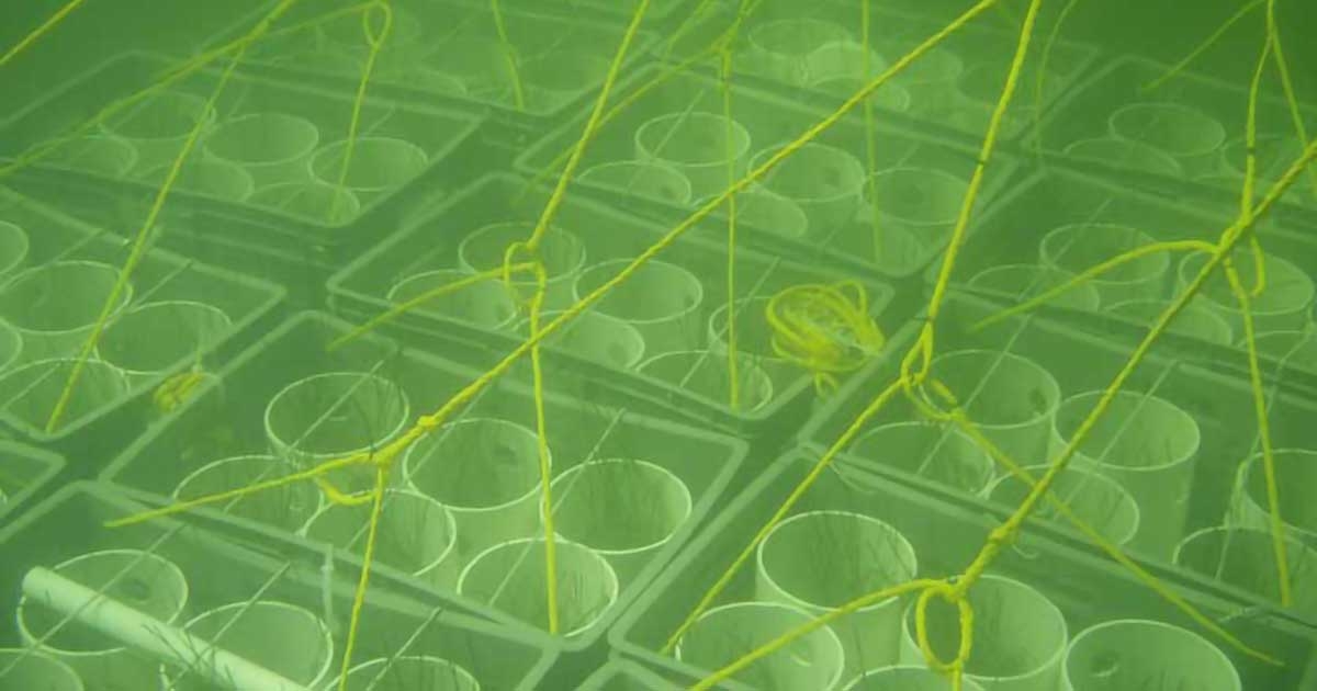 Boosting Scotland's Coastline: The Importance Of Seagrass Restoration Projects Boosting Scotland's Coastline: The Importance Of Seagrass Restoration Projects