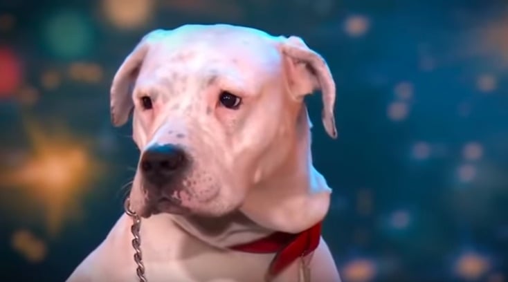 Britain's Got Talent: Unexpected Interruption And Announcement Britain's Got Talent: Unexpected Interruption And Announcement
