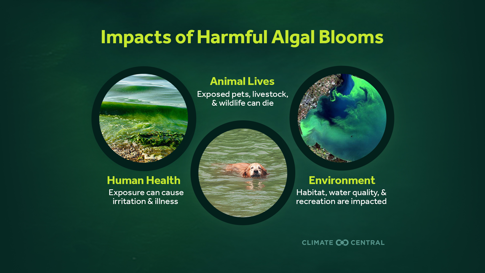 California Coast Algae Bloom: A Growing Threat To Marine Ecosystems California Coast Algae Bloom: A Growing Threat To Marine Ecosystems