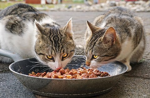 Cangkang Telur: Sumber Nutrisi Tersembunyi Untuk Pertanian Dan Peternakan Cangkang Telur: Sumber Nutrisi Tersembunyi Untuk Pertanian Dan Peternakan