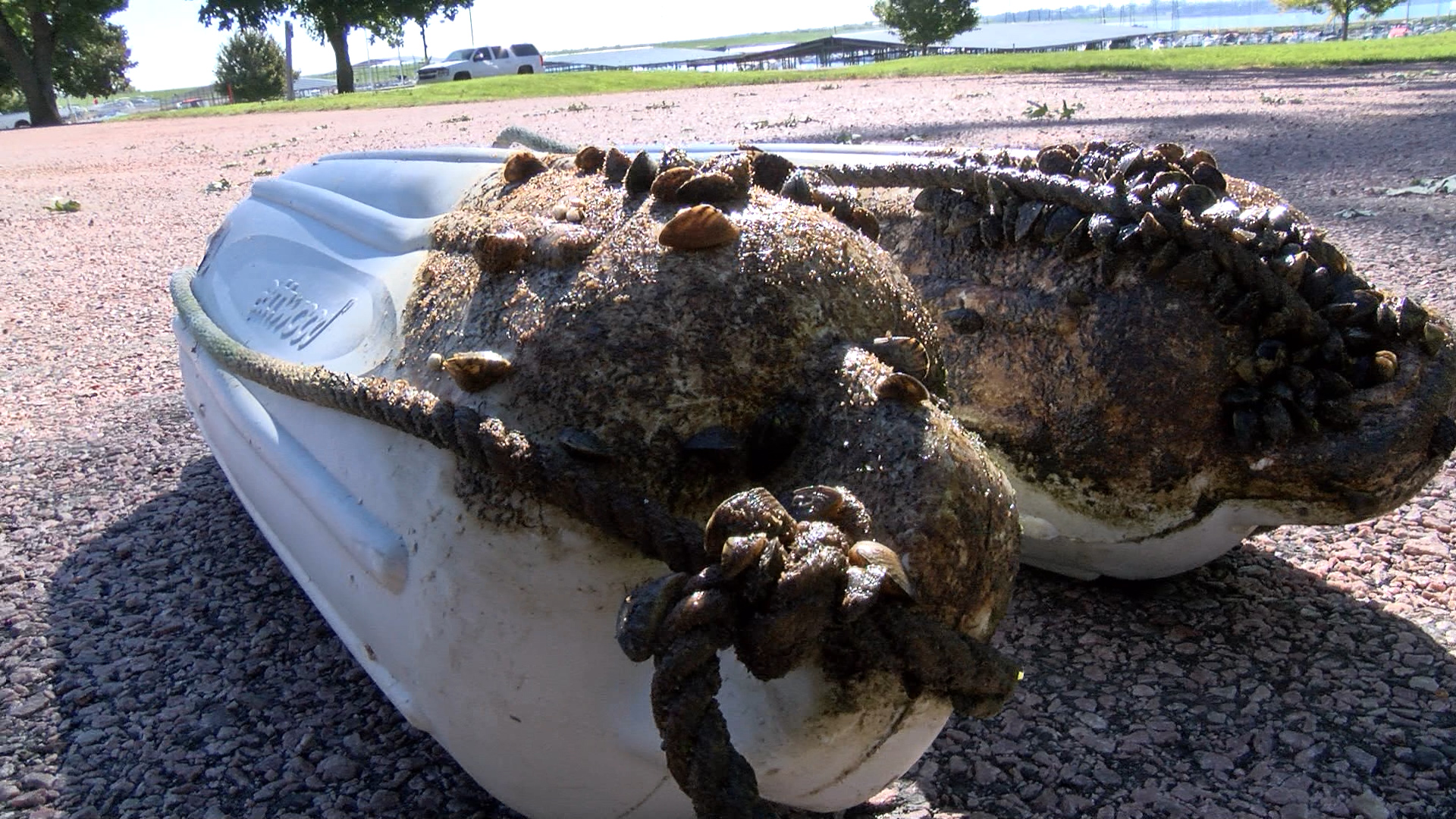 Casper Boat Owner Finds Thousands Of Zebra Mussels Casper Boat Owner Finds Thousands Of Zebra Mussels