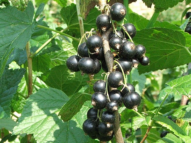 Cassis Blackcurrant In Culinary Applications Cassis Blackcurrant In Culinary Applications