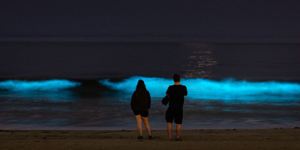 Catch Bioluminescent Waves: Spring And Fall In Southern California Catch Bioluminescent Waves: Spring And Fall In Southern California