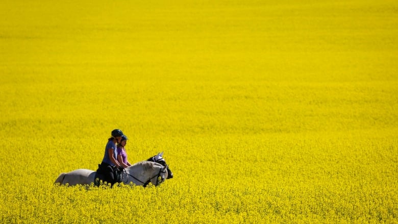 China Seeks New Canola Suppliers Following Canada Rift China Seeks New Canola Suppliers Following Canada Rift