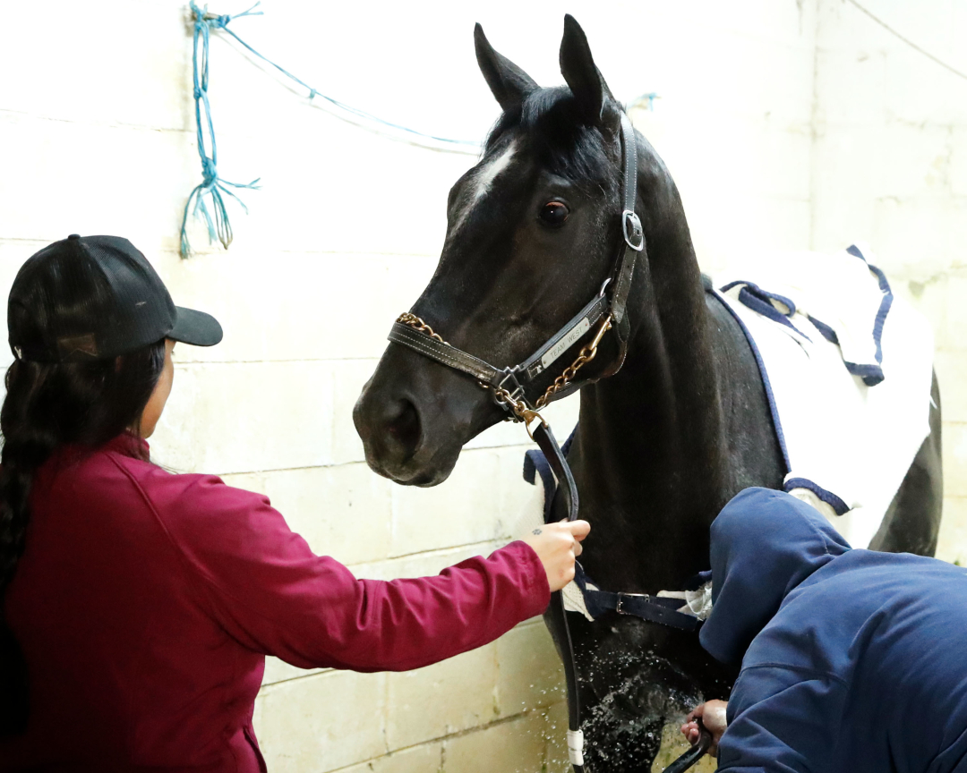 Chunk Of Gold: A 2025 Kentucky Derby Contender Profile Chunk Of Gold: A 2025 Kentucky Derby Contender Profile