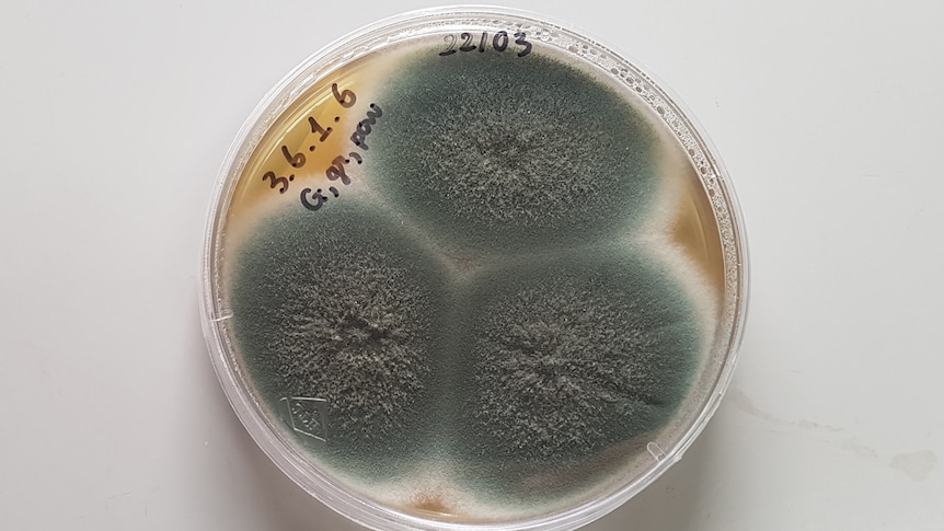 Climate Change And The Rise Of Deadly Fungi: A Growing Threat Climate Change And The Rise Of Deadly Fungi: A Growing Threat