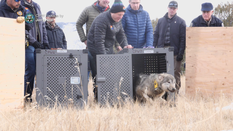 Colorado Gray Wolf Dies In Wyoming: Second Loss For Reintroduction Program Colorado Gray Wolf Dies In Wyoming: Second Loss For Reintroduction Program