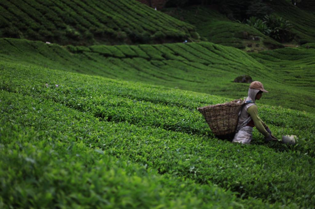 Concerns Mount Over Darjeeling Tea Production: A Detailed Analysis Concerns Mount Over Darjeeling Tea Production: A Detailed Analysis