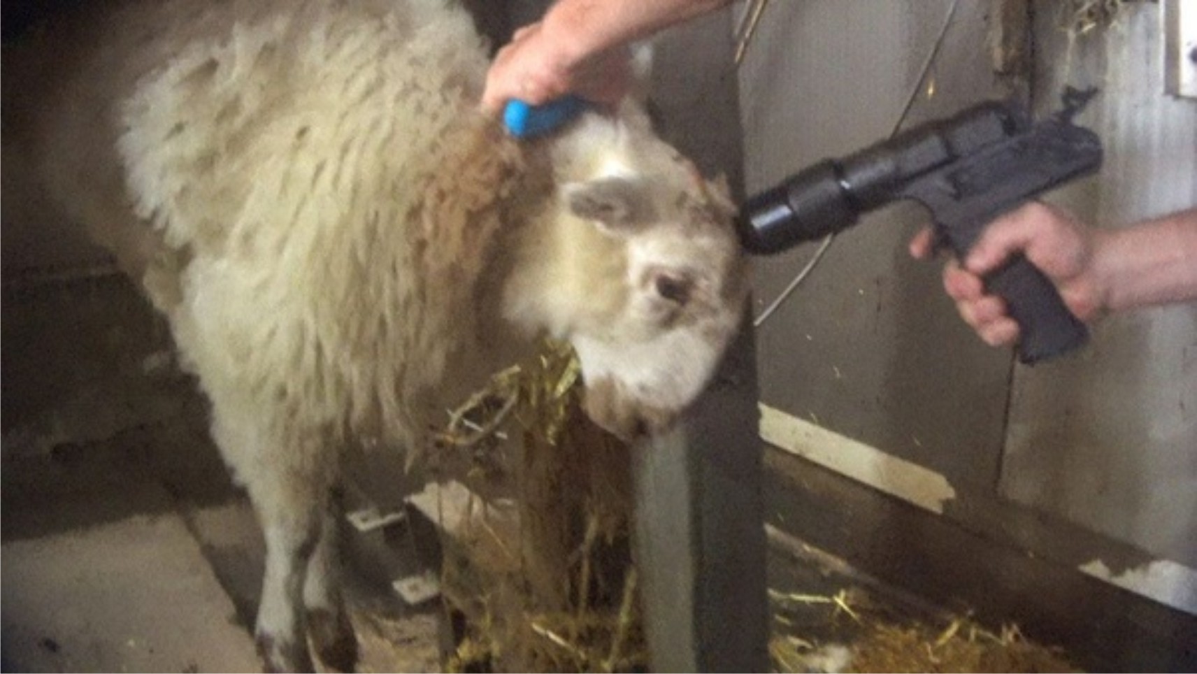 Condemning Halal Slaughter: A Vegan's Moral Obligation And Effective Strategies Condemning Halal Slaughter: A Vegan's Moral Obligation And Effective Strategies