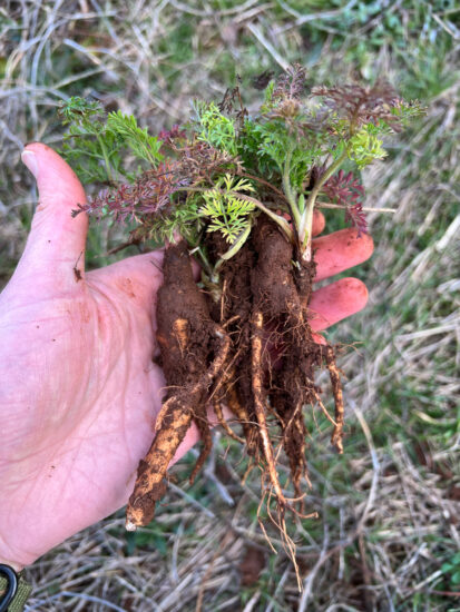 Country Diary: Foraging For A Carrot Relative With Edible Roots Country Diary: Foraging For A Carrot Relative With Edible Roots