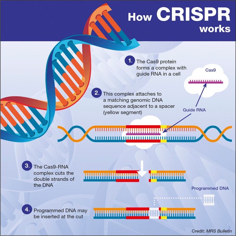 CRISPR Gene Editing: Enhanced Accuracy And Effectiveness With New Modifications CRISPR Gene Editing: Enhanced Accuracy And Effectiveness With New Modifications