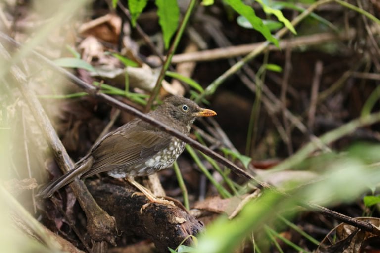 Critically Endangered: How Wildfires Threaten UK Wildlife Critically Endangered: How Wildfires Threaten UK Wildlife