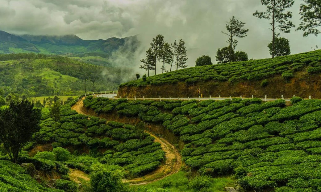 Darjeeling Tea Industry Faces Challenges: A Look At Production Concerns Darjeeling Tea Industry Faces Challenges: A Look At Production Concerns