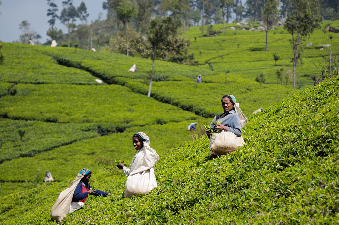 Darjeeling Tea Production: Growing Concerns Darjeeling Tea Production: Growing Concerns