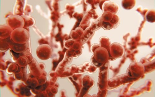 Deadly Fungi: The Emerging Superbug Crisis Deadly Fungi: The Emerging Superbug Crisis