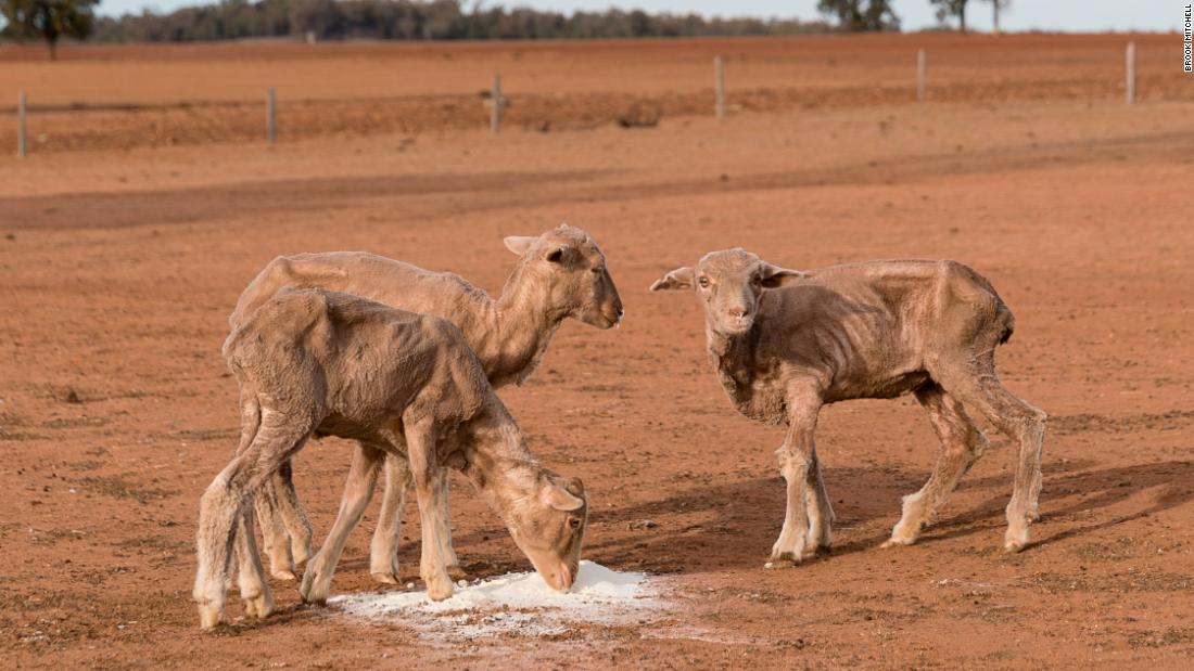 Drought In South Australia: The Impact Of Kangaroo Numbers And Farmers' Resilience Drought In South Australia: The Impact Of Kangaroo Numbers And Farmers' Resilience