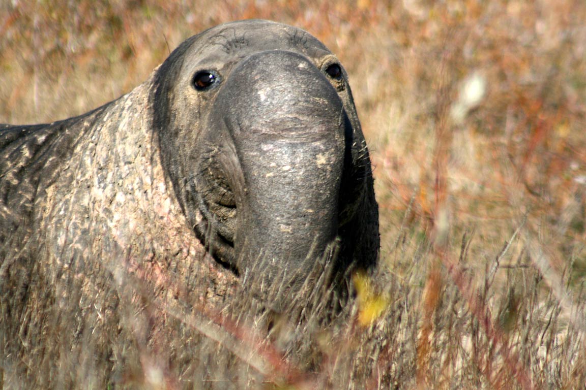 Elephant Seal Disrupts Cape Town Traffic Elephant Seal Disrupts Cape Town Traffic