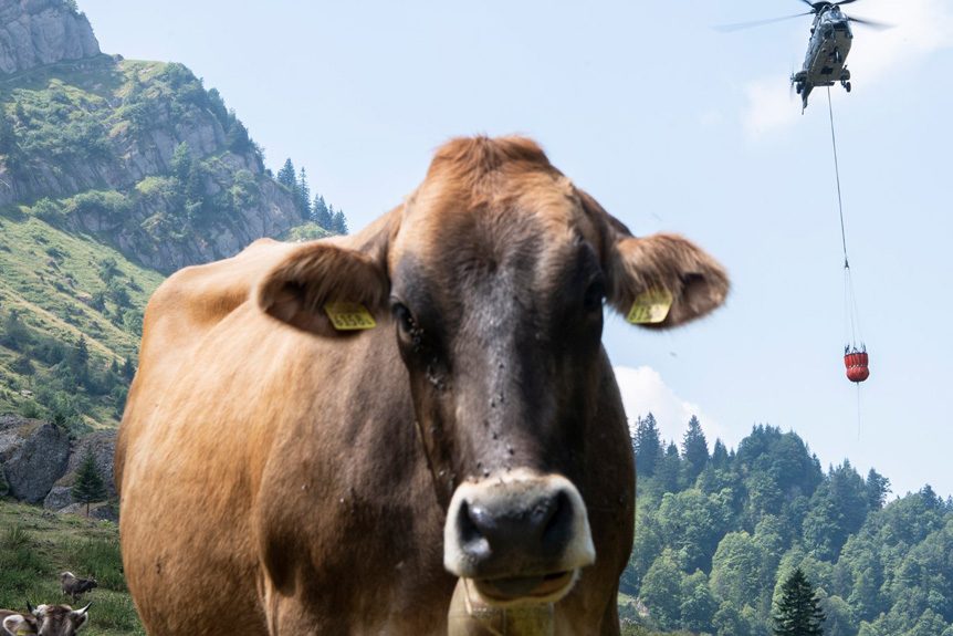 Emergency Airlift: Saving Cows In A Remote Swiss Village Emergency Airlift: Saving Cows In A Remote Swiss Village