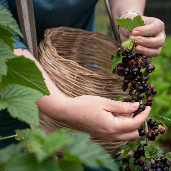 Exploring The Flavors Of Cassis Blackcurrant Exploring The Flavors Of Cassis Blackcurrant