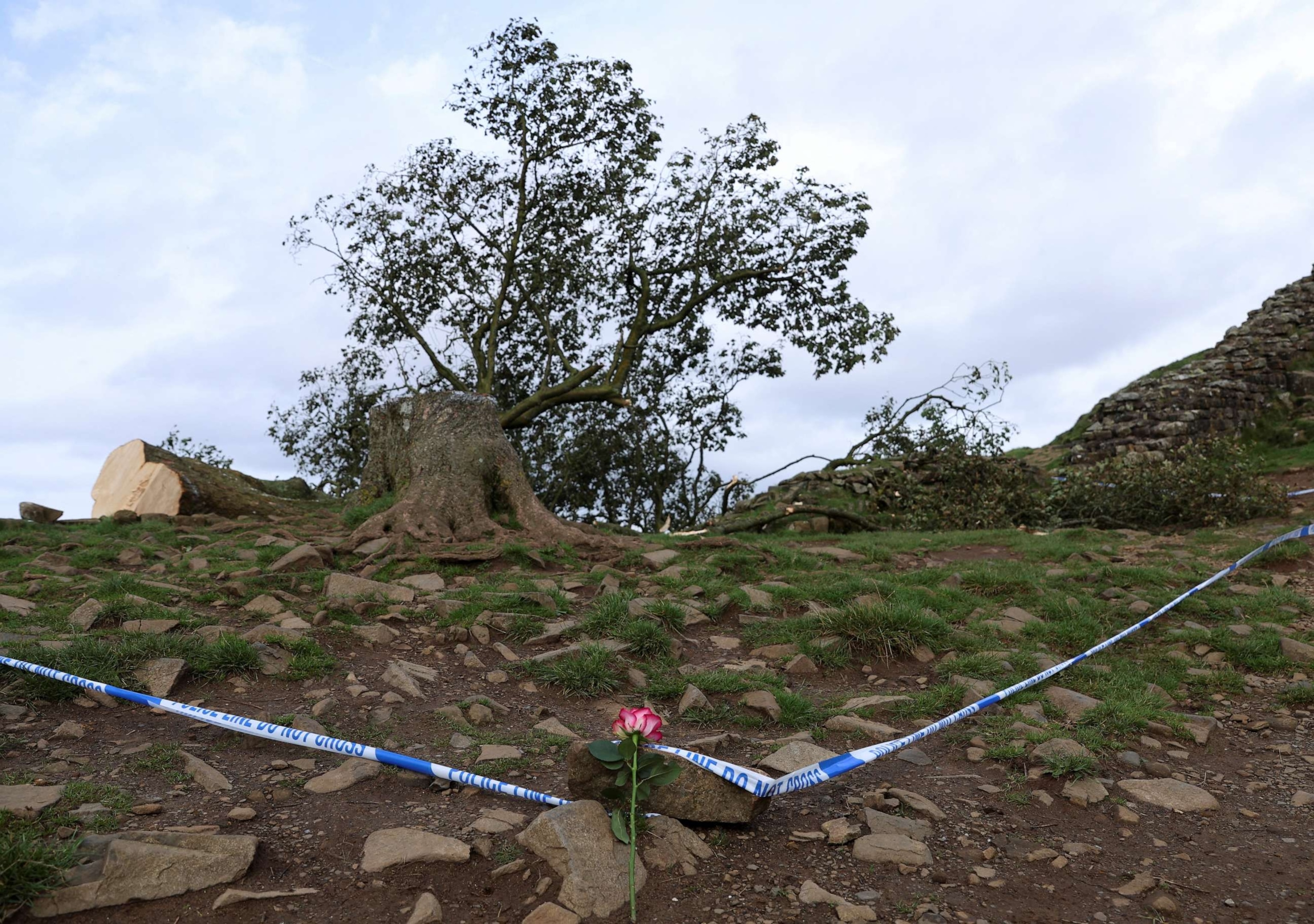 Famous Sycamore Gap Tree: Conviction Of Two Men Responsible For Its Destruction Famous Sycamore Gap Tree: Conviction Of Two Men Responsible For Its Destruction