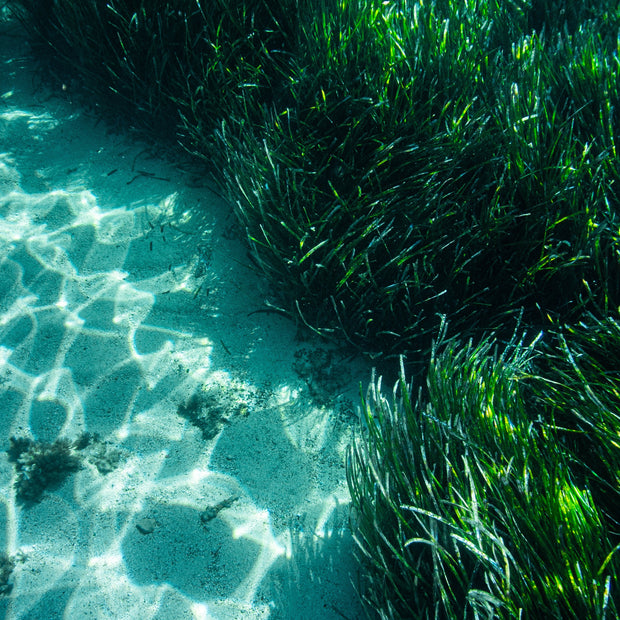 Funding Seagrass Restoration: A Plan For Scotland's Coastal Future Funding Seagrass Restoration: A Plan For Scotland's Coastal Future