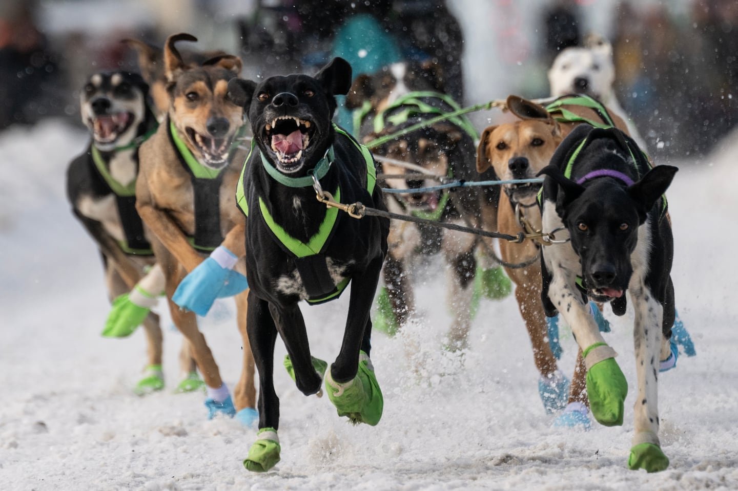 Fur Rondy: Shorter Race, Unwavering Mushers Fur Rondy: Shorter Race, Unwavering Mushers