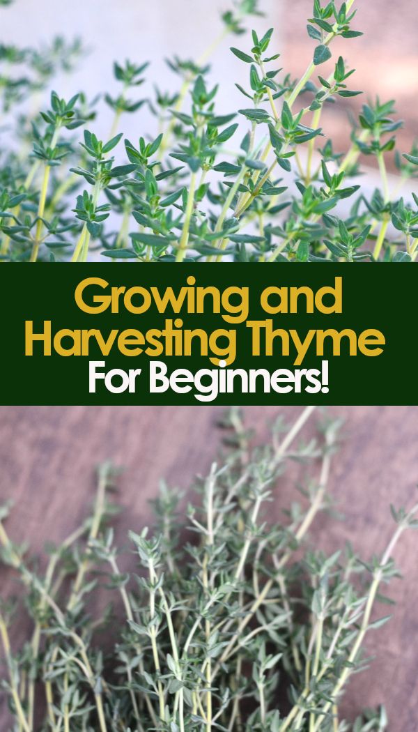 Growing Rosemary & Thyme: A Guide For Beginners Growing Rosemary & Thyme: A Guide For Beginners