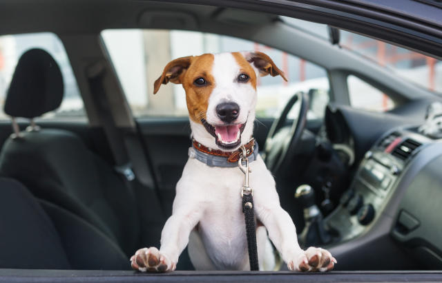 Heads Up For Tails And Uber Team Up For Pet-Friendly Travel In Delhi And Mumbai Heads Up For Tails And Uber Team Up For Pet-Friendly Travel In Delhi And Mumbai