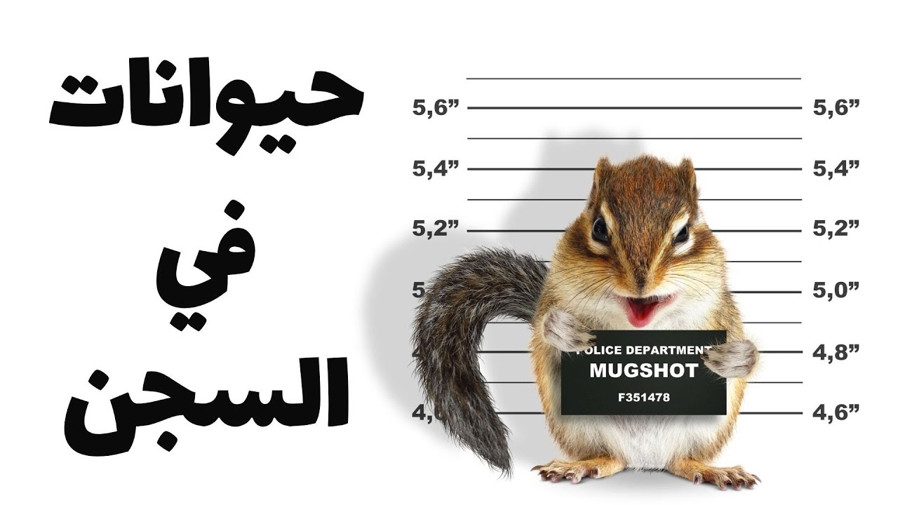حكم قضائي ضد رئيس شباب بن جرير: ما هي التهم الموجهة؟ حكم قضائي ضد رئيس شباب بن جرير: ما هي التهم الموجهة؟