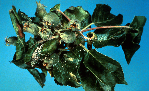 Impact Of Rosy Apple Aphid Infestation On Apple Harvest Impact Of Rosy Apple Aphid Infestation On Apple Harvest