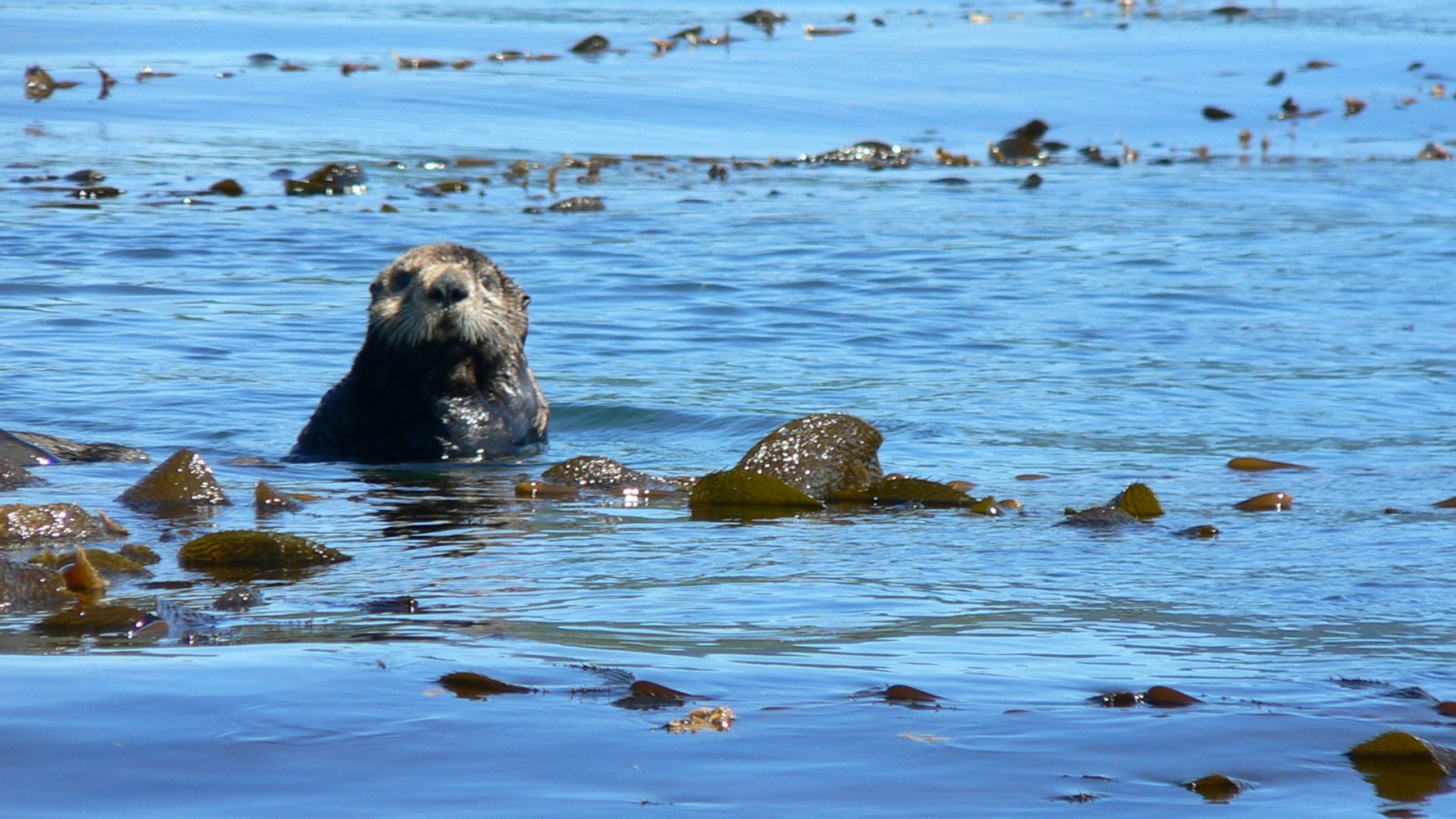 Improving Otter Populations: A Wyoming Case Study Improving Otter Populations: A Wyoming Case Study
