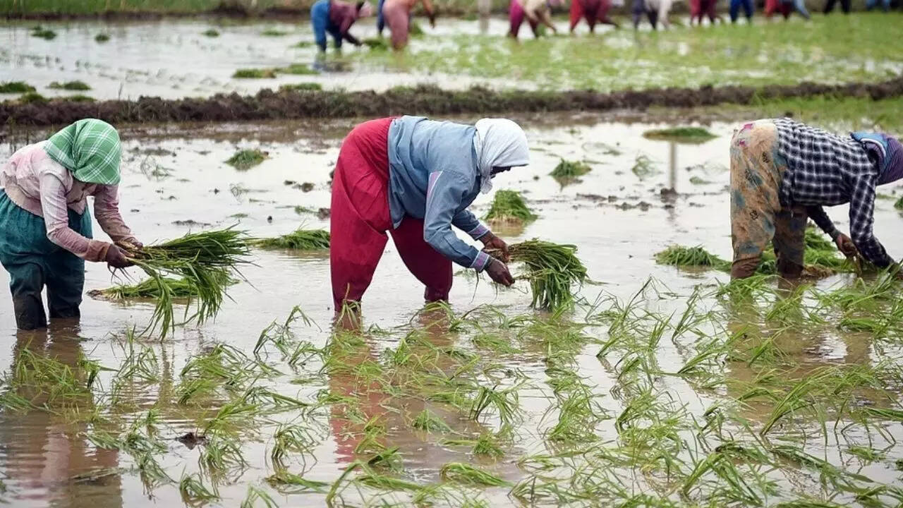 India's Monsoon Forecast: Positive Impact On Agriculture And Consumer Spending India's Monsoon Forecast: Positive Impact On Agriculture And Consumer Spending
