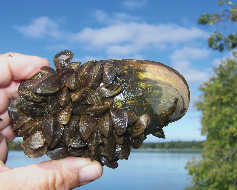 Invasive Zebra Mussels: A Casper Boat Lift Infestation Invasive Zebra Mussels: A Casper Boat Lift Infestation