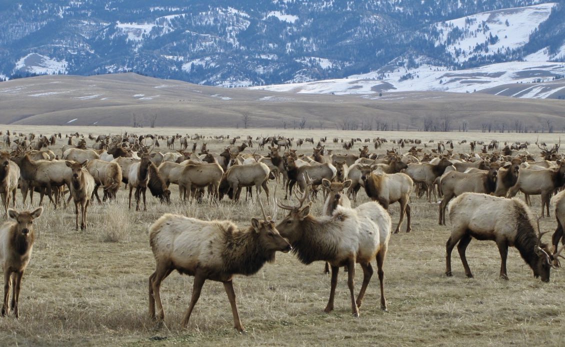 Investigation Into CWD Outbreak At Jackson Hole Elk Feedground Investigation Into CWD Outbreak At Jackson Hole Elk Feedground