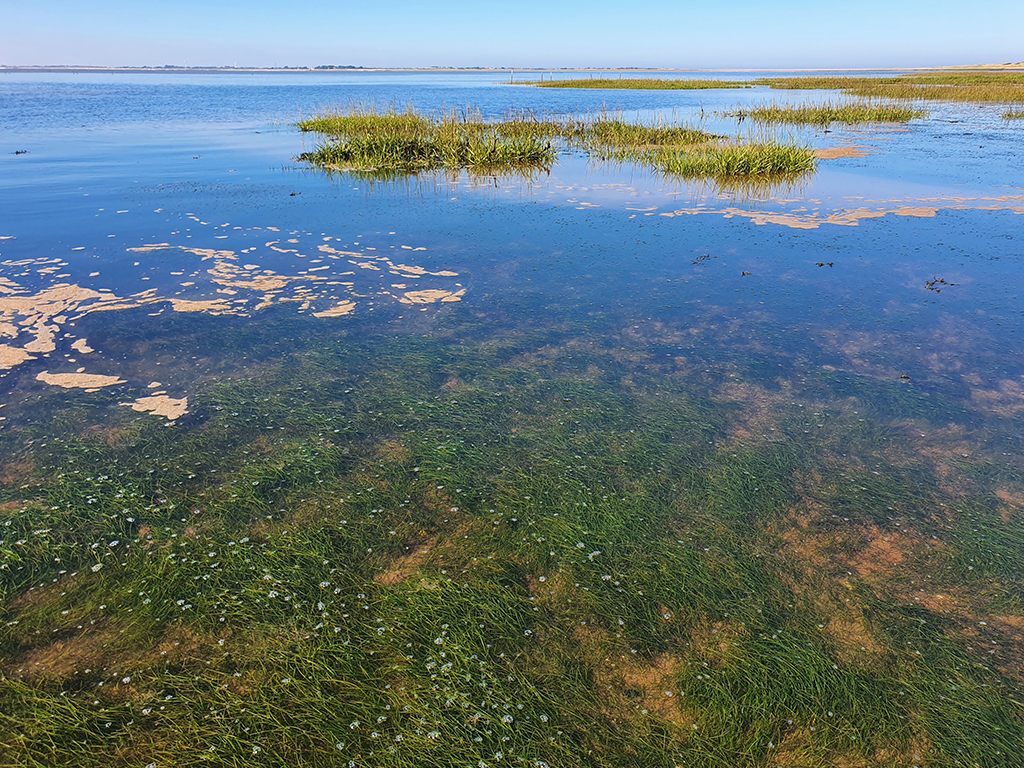 Investing In Scotland's Future: Seagrass Restoration Projects And Bids Investing In Scotland's Future: Seagrass Restoration Projects And Bids