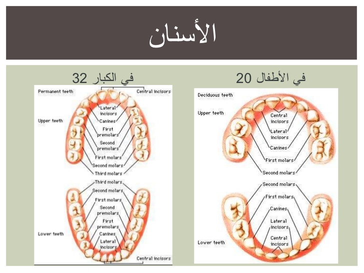 إصابة باربوزا في ماراكانا: فقدان الأسنان خلال القتال إصابة باربوزا في ماراكانا: فقدان الأسنان خلال القتال