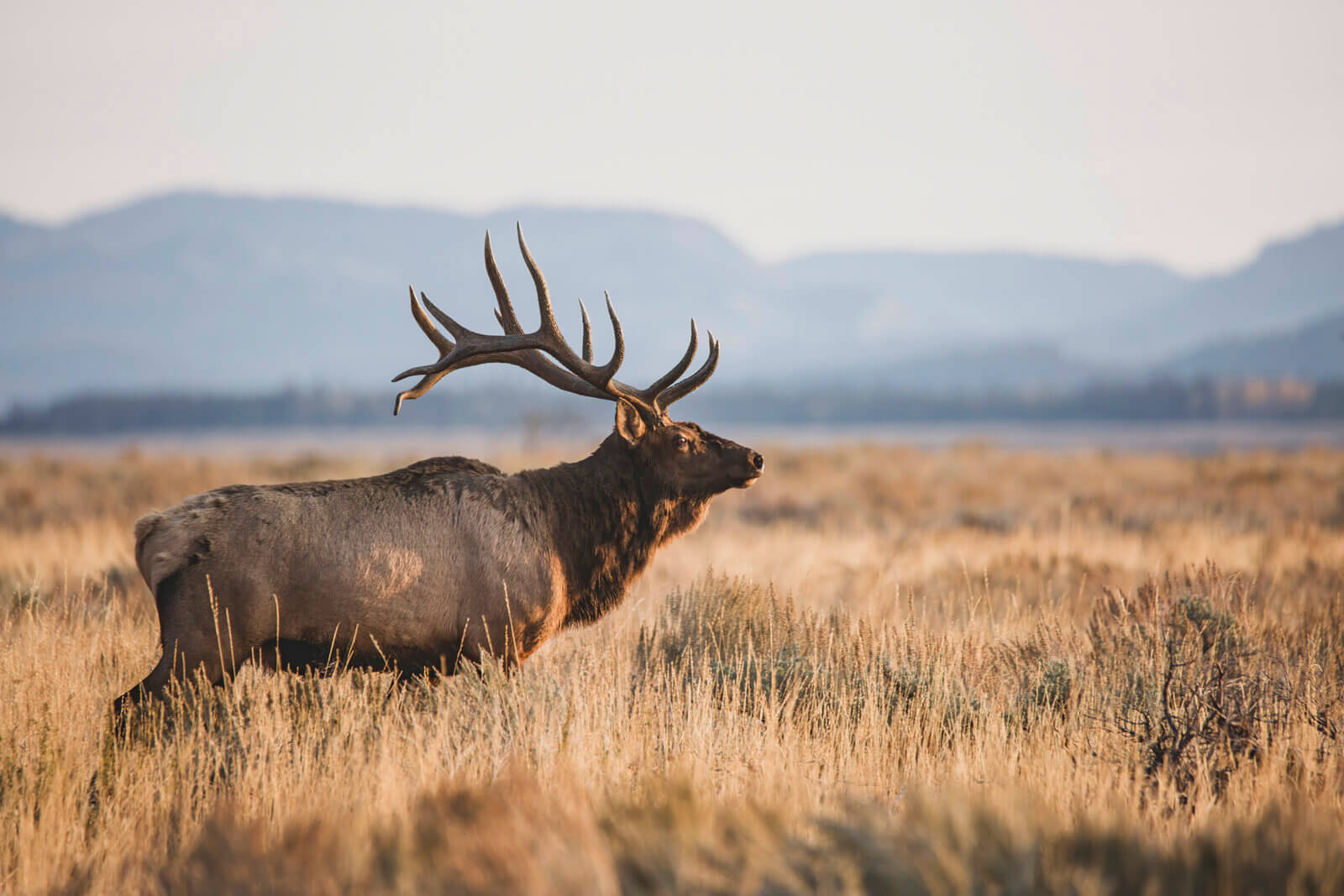 Jackson Elk Hunt Season Sees Substantial Permit Decreases Jackson Elk Hunt Season Sees Substantial Permit Decreases